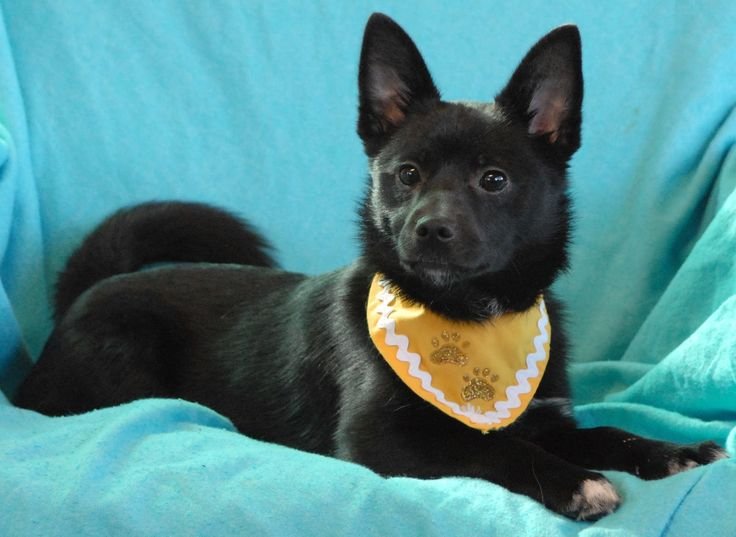 Pictures of Schipperke Dogs